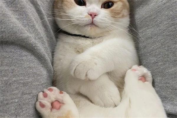 猫咪不让抱是什么原因? - 悠悠酷狗网