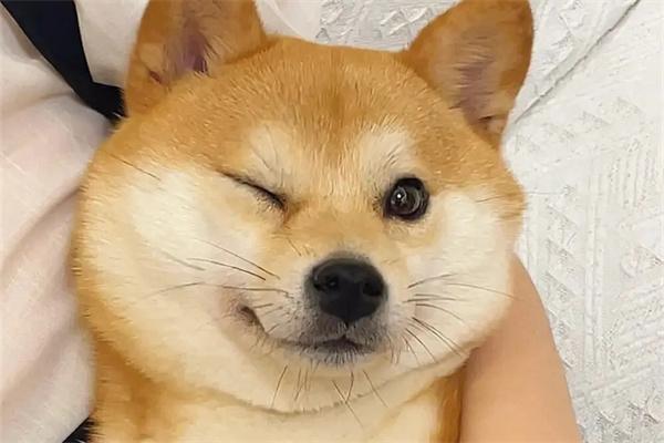 哪些狗狗不喜欢叫唤？ - 悠悠酷狗网