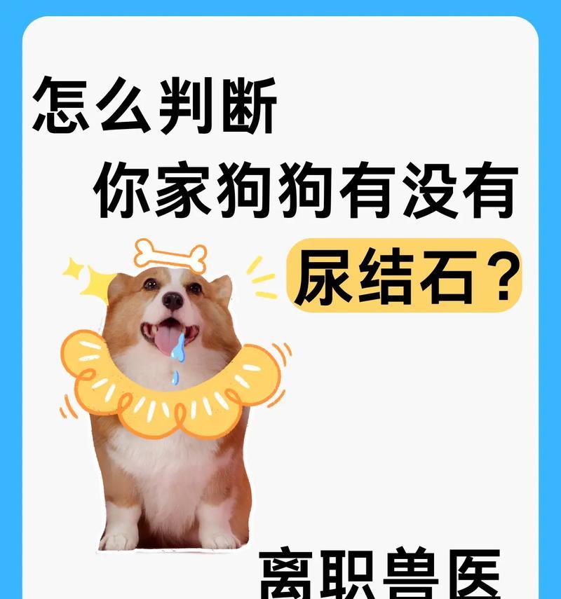 预防狗狗尿路细菌感染的重要性（尿频、尿疼、无故失禁，提早预防尿路细菌感染是关键） - 悠悠酷狗网