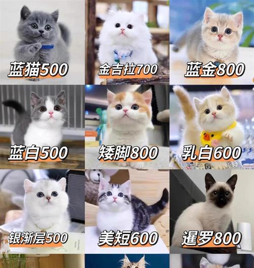 宠物养哪些品种合适？（了解不同宠物品种，选择适合的宠物伴侣） - 悠悠酷狗网