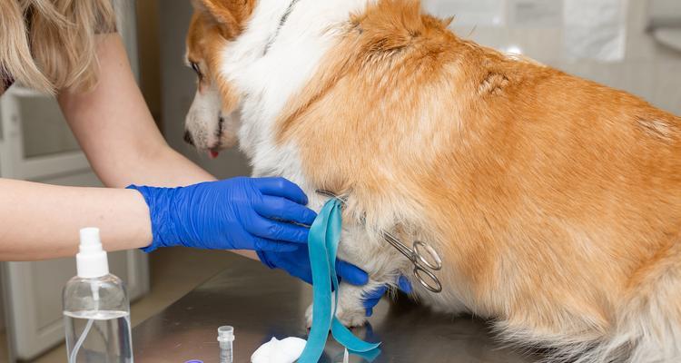 狗狗接种疫苗后的注意事项——宠物健康保障不可忽视（为了狗狗的健康，千万别让疫苗白 - 悠悠酷狗网