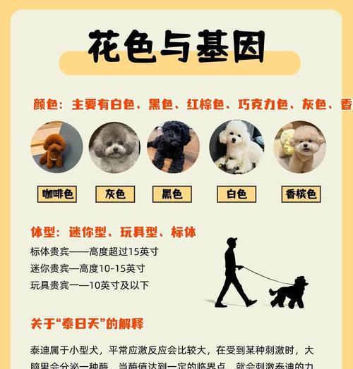 泰迪狗公狗配对的最佳时机（探讨泰迪狗公狗配对的最佳时机及注意事项）(图1)