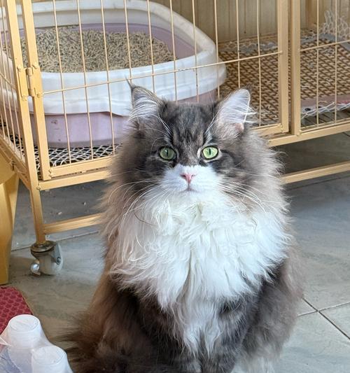 猫能吃羊肉吗？喂食注意事项解析（宠物猫适宜食用羊肉的关键要点） - 悠悠酷狗网