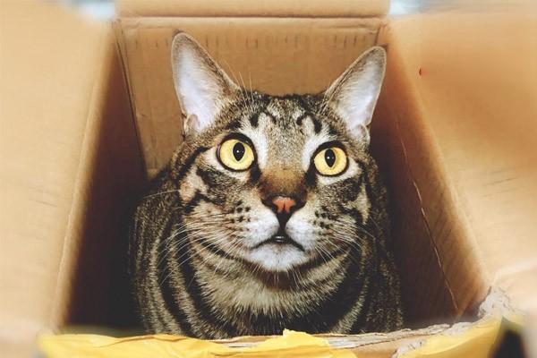 犬猫基底细胞瘤(图2)