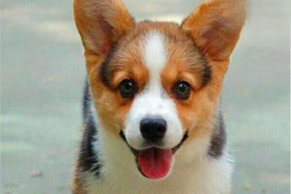 犬猫交配传播的性肿瘤 - 悠悠酷狗网