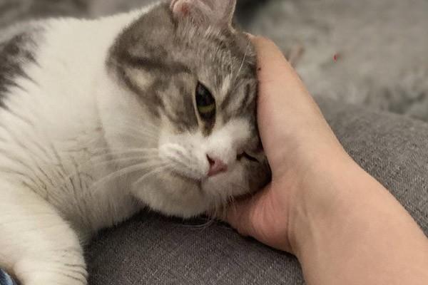 犬猫鳞状细胞癌 - 悠悠酷狗网