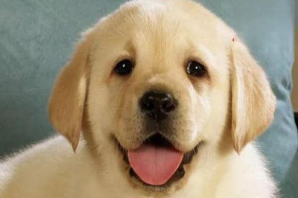 犬、猫子宫肿瘤 - 悠悠酷狗网