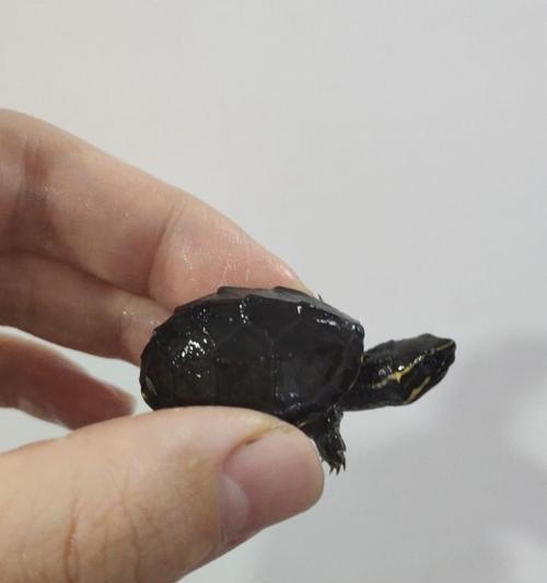 认识麝香龟属的蛋龟（了解麝香龟属蛋龟的特征与分类）(图2)