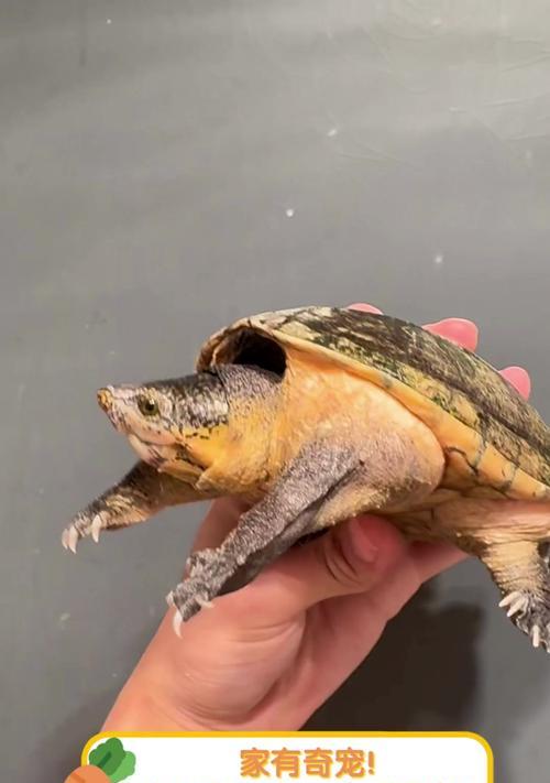 认识麝香龟属的蛋龟（了解麝香龟属蛋龟的特征与分类）(图3)