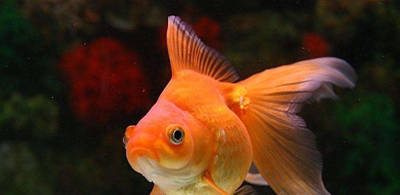小金鱼的特点与习性（探究小金鱼的生活习性与特征）(图1)