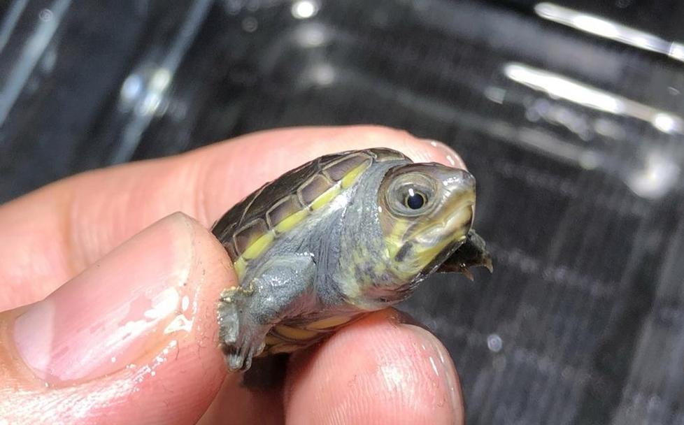 认识麝香龟属的蛋龟（了解麝香龟属蛋龟的特征与分类） - 悠悠酷狗网