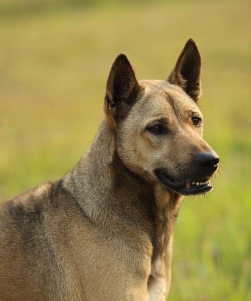 棕色小狗的世界（探索可爱的棕色小狗们）(图2)