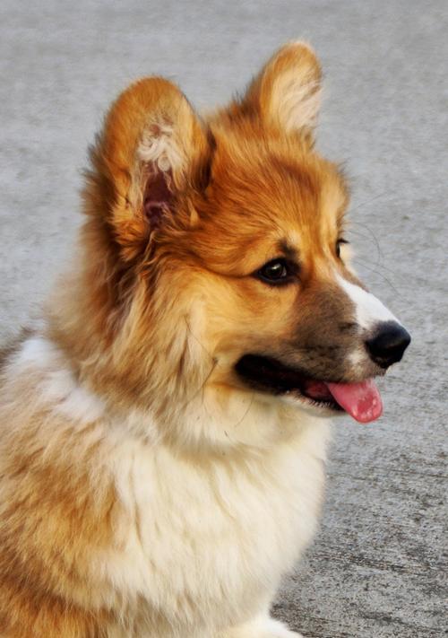 棕色小狗的世界（探索可爱的棕色小狗们） - 悠悠酷狗网