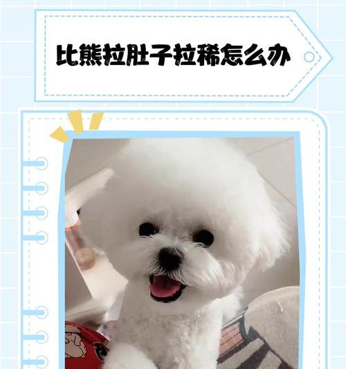 比熊吃饭与排便的时间关系（以比熊吃了饭多久拉便便为主题的研究） - 悠悠酷狗网