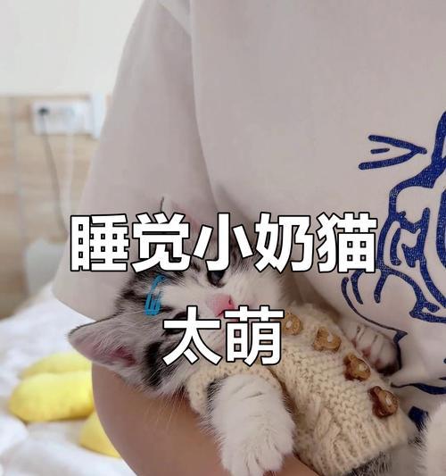 探秘猫咪的睡眠时间（揭开五岁猫咪的神秘睡眠时间，探索背后的科学原因和影响） - 悠悠酷狗网