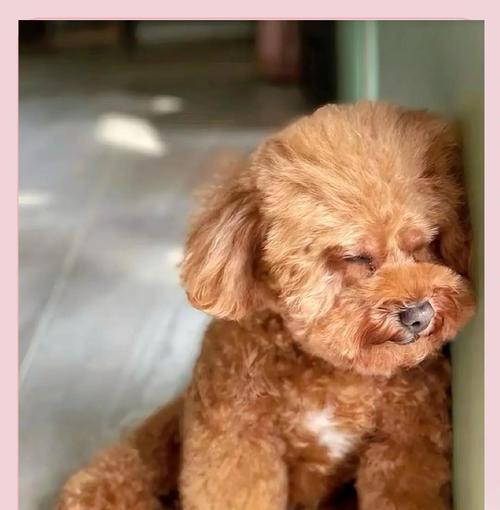 泰迪（从喂养到训练，你必须了解的关键细节） - 悠悠酷狗网