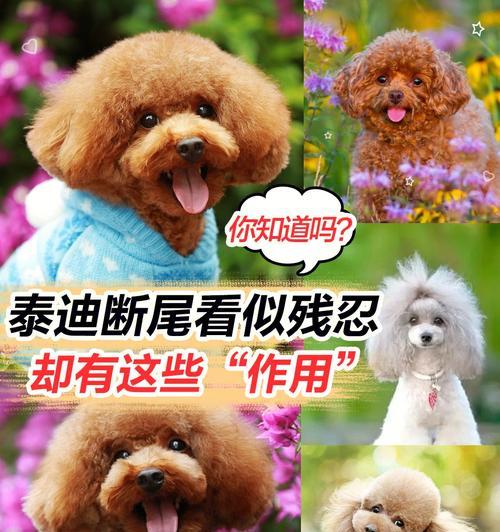 泰迪（从喂养到训练，你必须了解的关键细节）(图2)