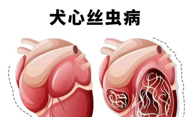 以犬心丝虫病的致命时长（以犬心丝虫病的悲剧）(图1)