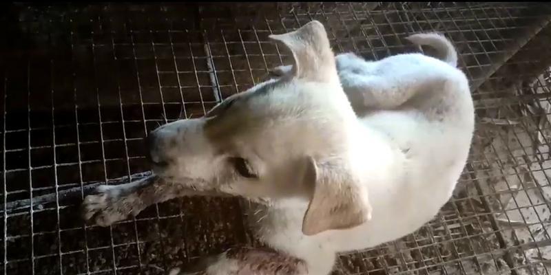 以犬心丝虫病的致命时长（以犬心丝虫病的悲剧）(图2)