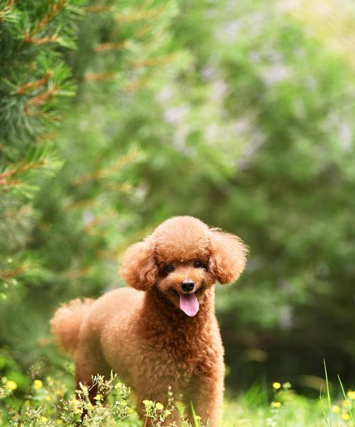 泰迪（从喂养到训练，你必须了解的关键细节）(图3)