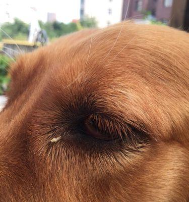 狗狗眼屎的类型及处理方法（学会分辨狗狗眼屎，保护它们的眼睛健康） - 悠悠酷狗网