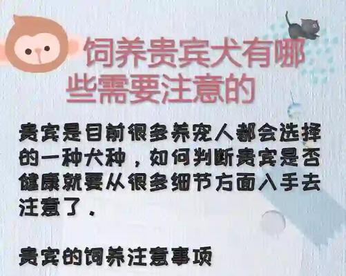 如何正确养狗狗？（注意事项与养护技巧）(图2)