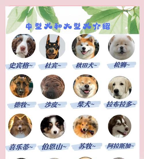 如何正确养狗狗？（注意事项与养护技巧）(图1)