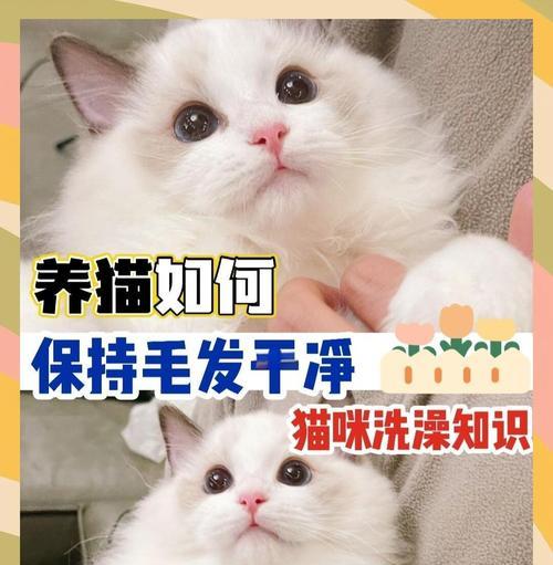 刚出生的猫什么时候可以洗澡？（了解猫宝宝洗澡的最佳时机及注意事项）(图2)