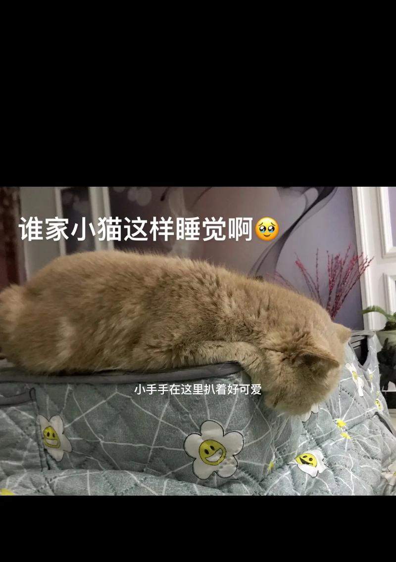 探秘猫咪的睡眠时间（揭开五岁猫咪的神秘睡眠时间，探索背后的科学原因和影响）(图3)