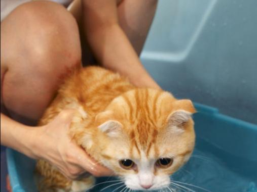 刚出生的猫什么时候可以洗澡？（了解猫宝宝洗澡的最佳时机及注意事项）(图3)