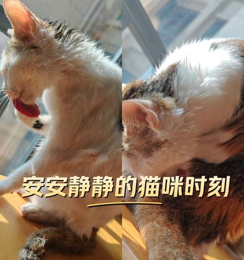 刚出生的猫什么时候可以洗澡？（了解猫宝宝洗澡的最佳时机及注意事项） - 悠悠酷狗网