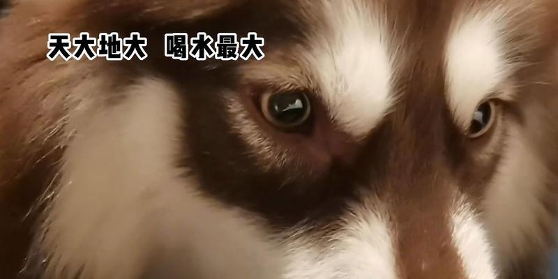 小狗手术后多久可以喝水？（手术后的水分摄取是关键，注意饮水时间和方式）(图2)