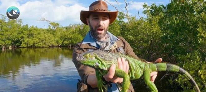 以绿鬣蜥可以喂食哪些蔬菜？（了解绿鬣蜥的蔬菜食谱，保持它们的健康与活力。）(图3)