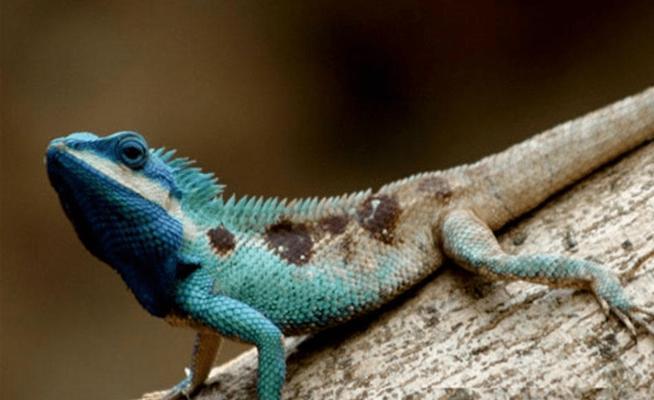 探索安哥拉猫的神秘世界（了解这个罕见而迷人的猫种） - 悠悠酷狗网