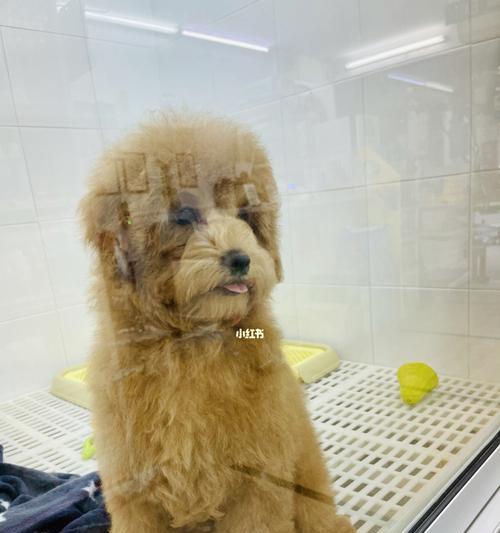 新加坡（新加坡出台新规保护狗狗福利，关注狗狗权益）(图2)