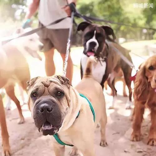 新加坡（新加坡出台新规保护狗狗福利，关注狗狗权益）(图3)