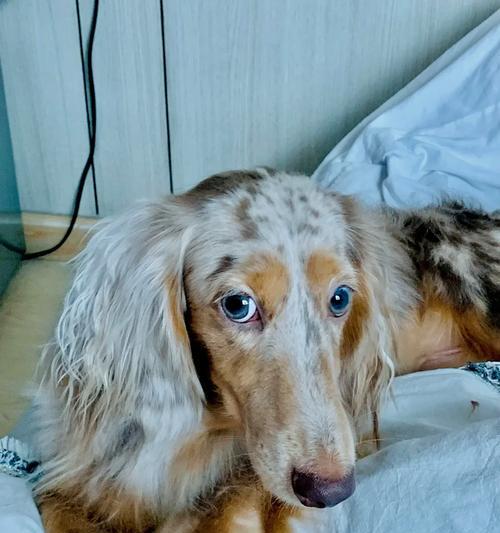 新加坡（新加坡出台新规保护狗狗福利，关注狗狗权益） - 悠悠酷狗网