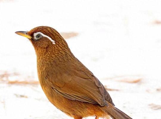 如何快速养熟画眉鸟？（15个方法帮助您加速养熟画眉鸟）(图2)