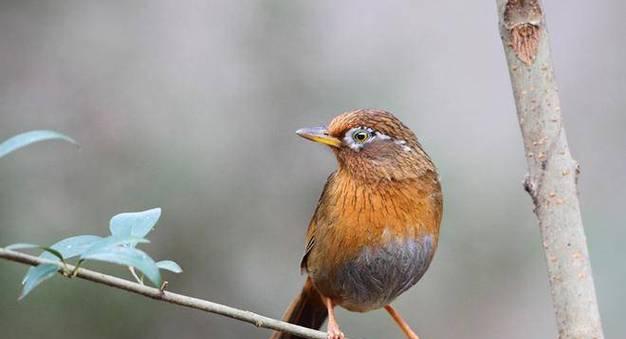 如何快速养熟画眉鸟？（15个方法帮助您加速养熟画眉鸟） - 悠悠酷狗网