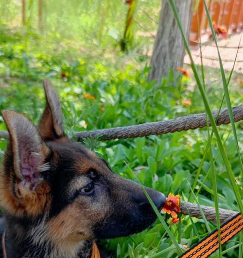 以德牧配完多久下奶（探究德牧配完后产奶时间及相关影响因素） - 悠悠酷狗网