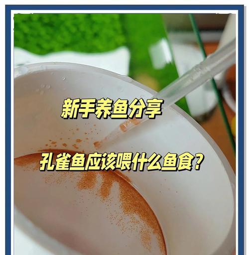 小凤尾鱼的饲养之道（喂食频率与时间间隔的重要性） - 悠悠酷狗网