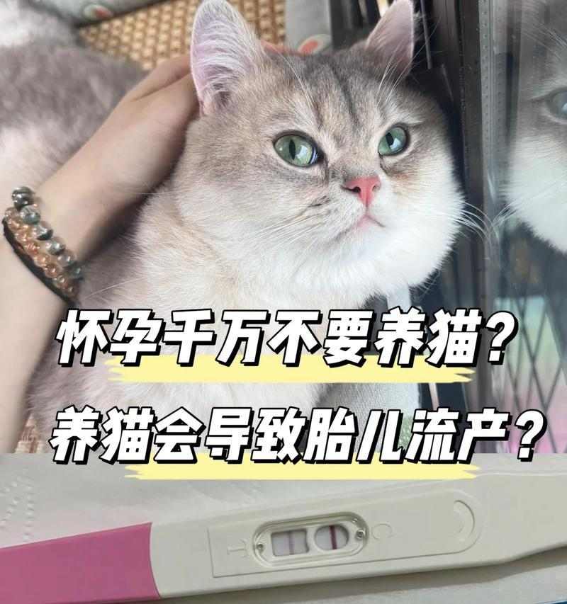 猫咪怀孕多久容易流产？（流产风险、影响因素及预防措施） - 悠悠酷狗网