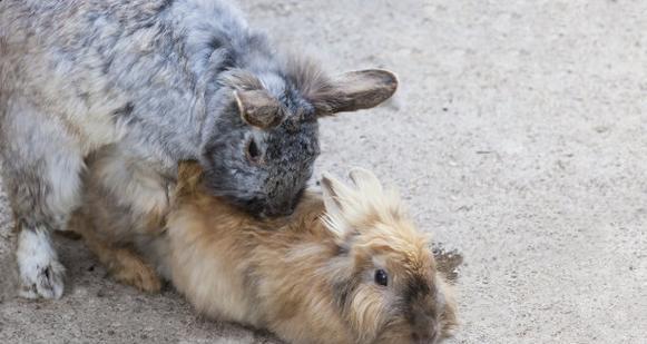 兔子流产后多久能再次配种？（探讨兔子流产后的繁殖间隔时间和注意事项） - 悠悠酷狗网