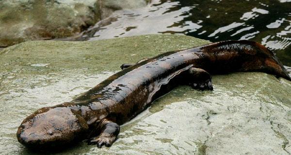 娃娃鱼的饲养之道(了解娃娃鱼的饲养需求,让你的宠物健康快乐)(图1) 娃娃鱼的饲养之道(了解娃娃鱼的饲养需求,让你的宠物健康快乐)(图1)