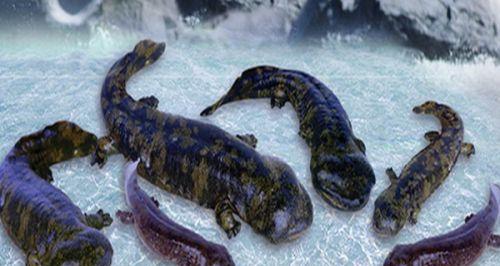 娃娃鱼的饲养之道(了解娃娃鱼的饲养需求,让你的宠物健康快乐)(图2) 娃娃鱼的饲养之道(了解娃娃鱼的饲养需求,让你的宠物健康快乐)(图2)