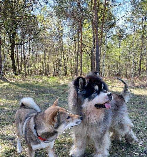 《雪橇三大傻》（以“雪橇三大傻”为主题的狗狗赢得了大家的喜爱）(图3)