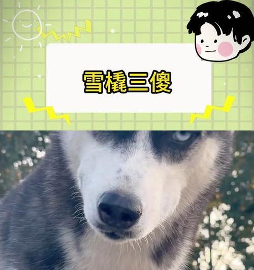 《雪橇三大傻》（以“雪橇三大傻”为主题的狗狗赢得了大家的喜爱） - 悠悠酷狗网