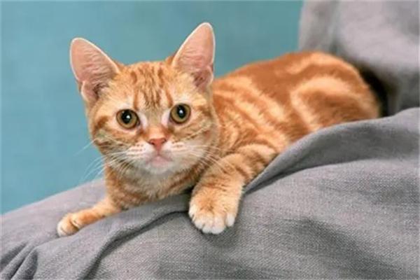 猫咪打疫苗后要查抗体吗？ - 悠悠酷狗网