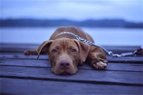 狗狗什么时候步入老年期? - 悠悠酷狗网