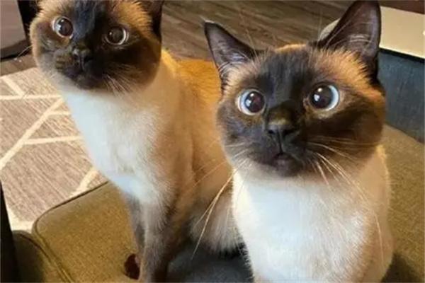 怎么对猫咪表达爱意呢？(图1)